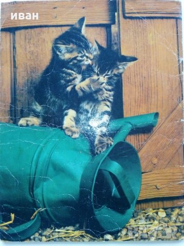 Комикс "Pifou", снимка 10 - Колекции - 31374575