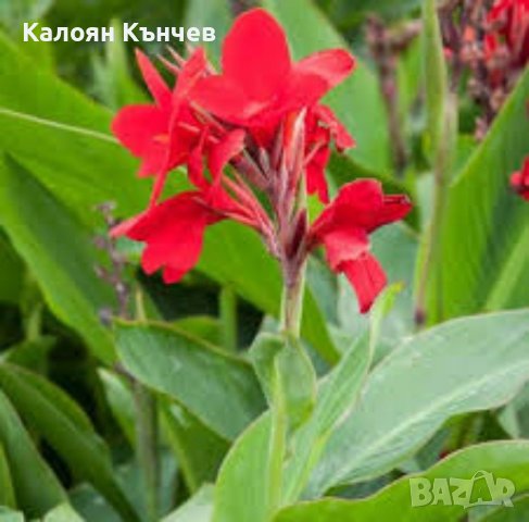 Луковици ,грудки кана , снимка 2 - Сортови семена и луковици - 39286256