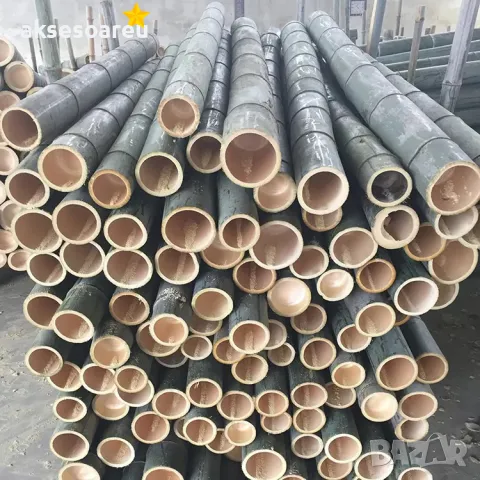 Висококачествени Семена от бамбук Moso Bambo декоративни растения за дома и двора бамбуков разсад, снимка 16 - Сортови семена и луковици - 49007699