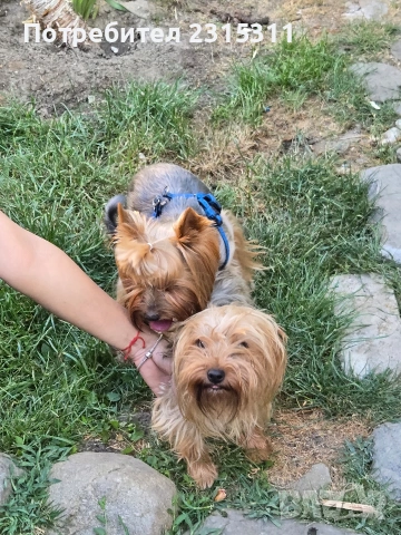 мъжко и женско йорки