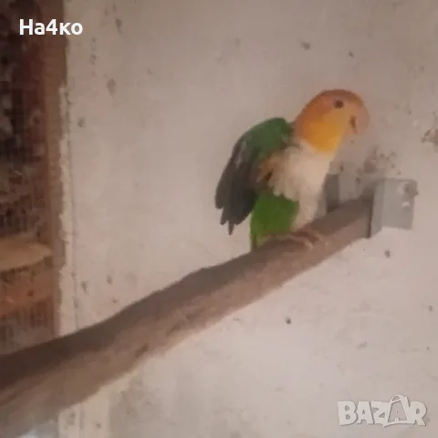 Продавам оранжевотемена кайка мъжка  с зелени гащи