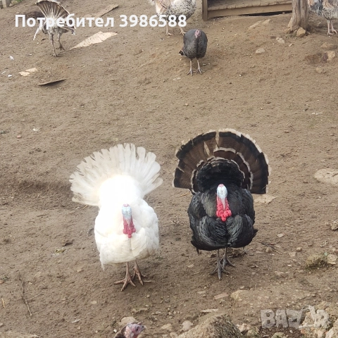 Пуйки,Пуяци.Фитки.