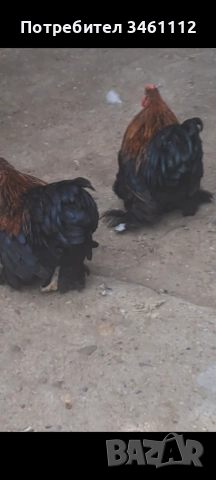 Петлета мини кохин може и чифт , снимка 5 - За птици - 52689301