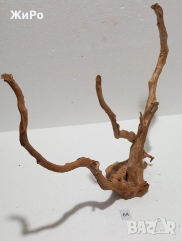 Корен от Азалия /декорация/ 64, снимка 3 - Други - 54102430