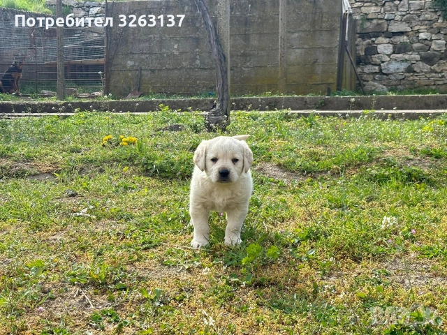 лабрадор , снимка 4 - Лабрадор ретривър - 54209573