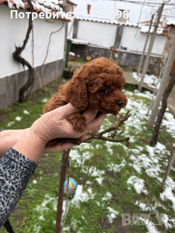 Той Пуделчета, снимка 6 - Пудели - 53223438