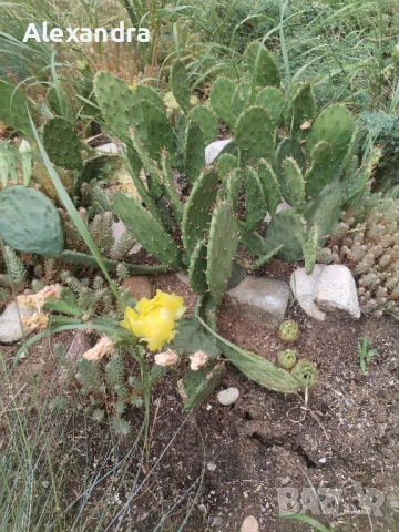 Разхождане и грижа за домашни любимци , снимка 3 - Ветеринари и услуги - 51072376