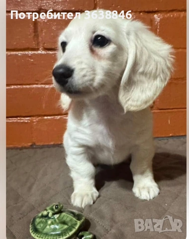 миниатюрен дългокосмест дакел, снимка 8 - Дакели - 51332954