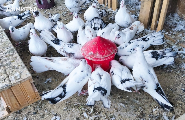 Закъртени гълъби , снимка 2 - Гълъби - 53883496