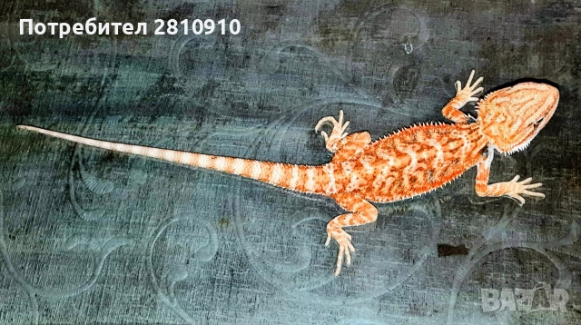 хамелеони и агами, снимка 2 - Хамелеон - 52734050