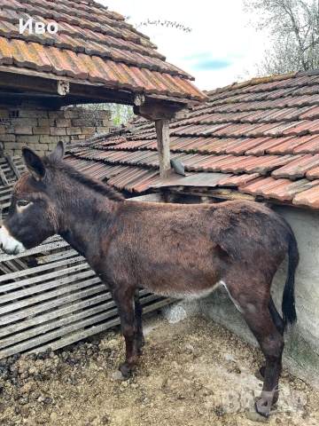 Продавам мъжко магаре, снимка 7 - Коне - 54146364