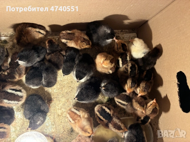 Домашни пилета на 3 дни., снимка 5 - Кокошки и пуйки - 55959046