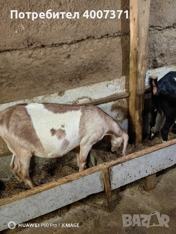 Чистокръвни англонубийски кози, снимка 5 - Кози - 52928016