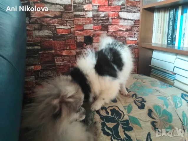 Мини шпиц , снимка 15 - Померан - 49781285