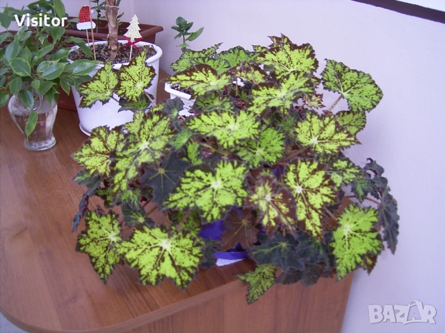 Ricoh Caplio RR30 , снимка 10 - Фотоапарати - 52896100