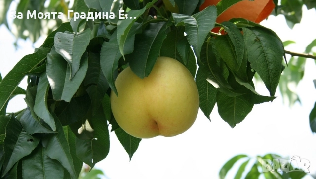 Бяла нектарина, снимка 3 - Градински цветя и растения - 52529910