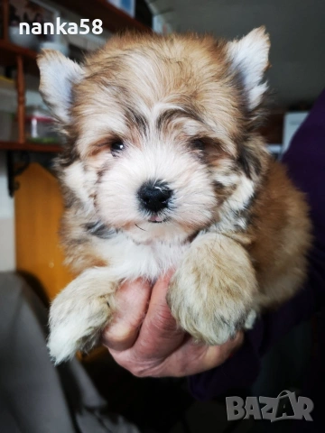 Продавам болонка ,йорки, снимка 2 - Болонка - 54035690