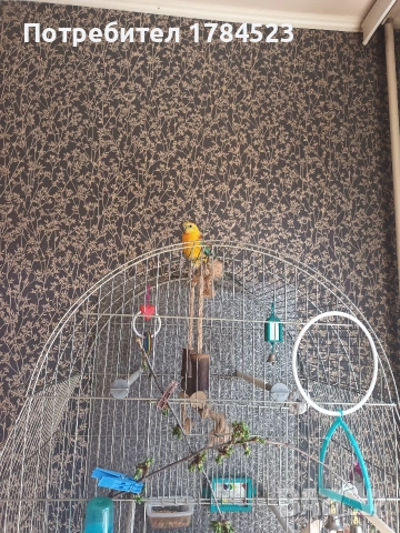 поен папагал млад. , снимка 9 - Папагали - 54165345