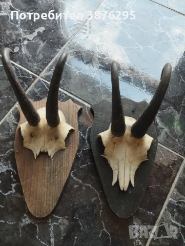 трофей сръндак дива коза, снимка 2 - Антикварни и старинни предмети - 51400300
