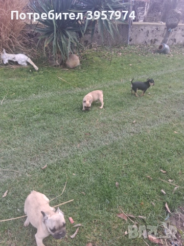 Продава се мъжко булдоче на 3 и половина месеца с три ваксини и паспорт , снимка 8 - Френски булдог - 53028052