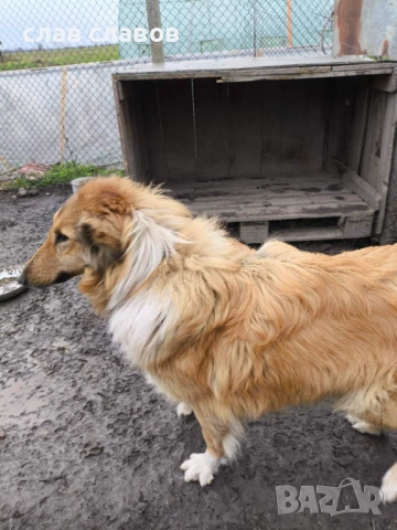 Женско коли