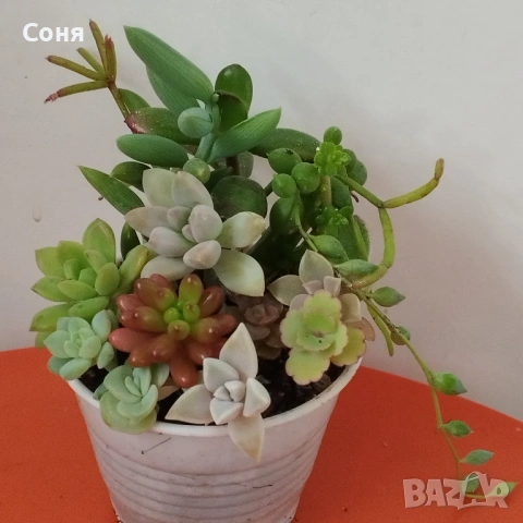 Сукуленти вкоренени микс, снимка 10 - Стайни растения - 54008928