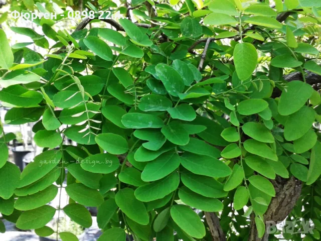 Акация - Налични 2 цвята, снимка 8 - Разсади - 43201691