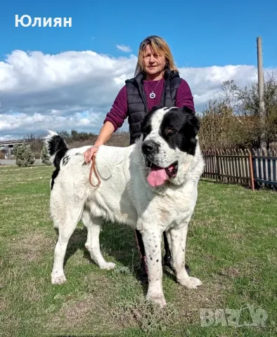 Продавам САО- Алабай, снимка 15 - Алабай - 49557113