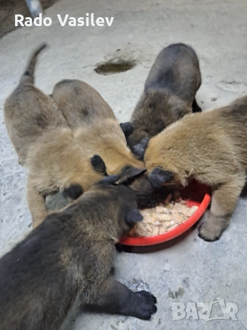 Малиноа си търсят нов дом, снимка 9 - Други животни - 54240140