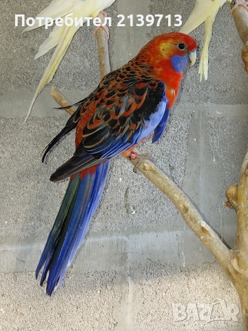 Продавам папагал пенантова розела