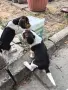 Трицветен Бигъл, снимка 2