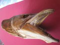 Рога от бик, рог, зъби от динозавър, акула, глави щука, вкаменелости, сепийна кост, снимка 8