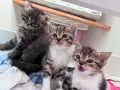 Подарявам котета, снимка 2