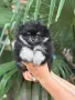 Померан момиченца, снимка 2