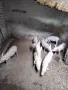 продава малки прасета, снимка 1