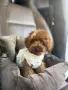 Той пудел момченца и момиченца
, снимка 7