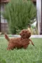 Той пудел Toy poodle, снимка 10