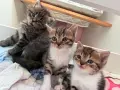 Подарявам котета, снимка 1