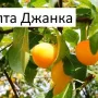 Плодни дръвчета , снимка 14