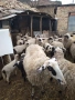 Продавам овце с техните малки, снимка 2
