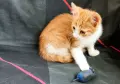 Подарявам малки котенца на три месеца, снимка 8