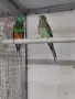 Пойни папагали🦜, снимка 2