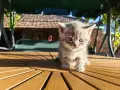 правоухи и клепоухи шотландски котета, снимка 2