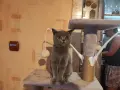 много дрожулюбно британче , снимка 1