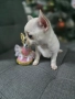 Чихуахуа, снимка 3