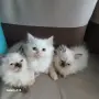 Коте Регдол на 2 месеца, снимка 3