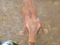 Женски ярета Нубийски , снимка 1