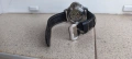 Panerai Luminor GMT automatic mechanical , снимка 8