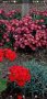 Ниска хризантема туфа , снимка 1 - Градински цветя и растения - 44496609