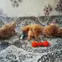 Продава се Мини Пудели, снимка 4